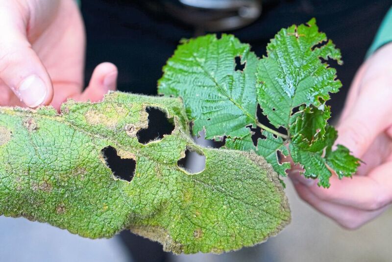 Jasmonsäure bewirkt, dass beschädigte Blätter von Pflanzen für Fraßfeinde unbekömmlich werden. In Bielefeld wurde eine Vorstufe des Hormons erzeugt. Mit ihm lässt sich etwa testen, wie die Fitness von Pflanzen verbessert werden kann. (Universität Bielefeld)