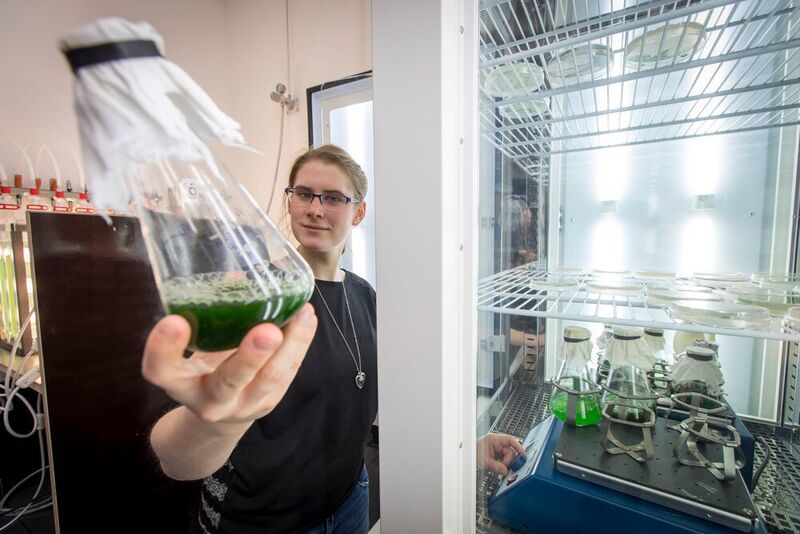 Im Algenlabor des Instituts für Molekulare Biotechnologie der TU Graz wachsen und gedeihen  (Lunghammer - TU Graz)