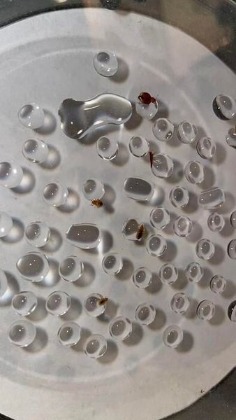 Bed bugs and water droplets in a lab  (Source: Jorge Bustamante, Jr. /Dong-Hwan Choe/ UCR)