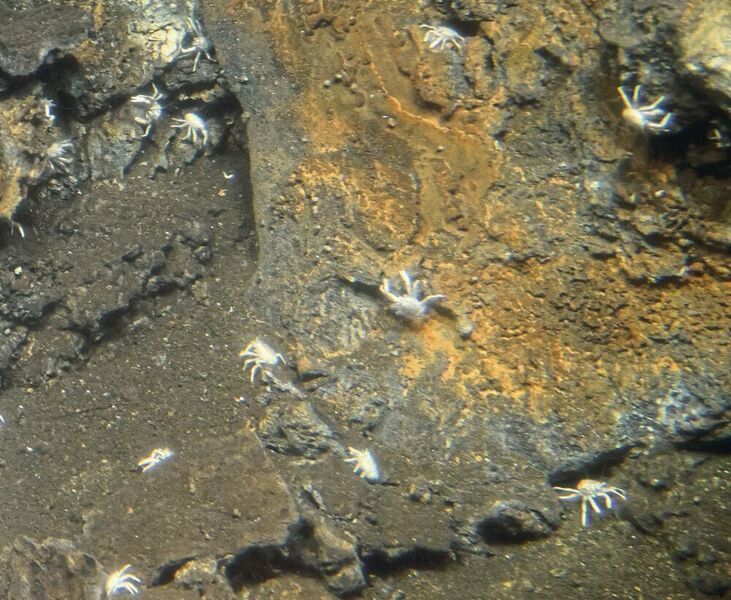 Die weißen Tiefseekrebse der Art Munidopsis alvisca sind an hydrothermalen Quellen weit verbreitet. (Thorsten Brinkhoff)