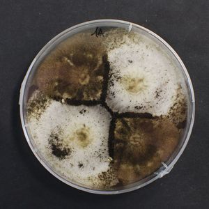 Dank der neuen Produktionsmethode der Forscher, soll Aconitsäure aus Schimmelpilzen – wie Aspergillus niger – vor allem für die chemische Industrie interessant werden. 