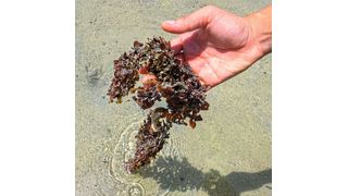  Macroalgae like this seaweed sequester carbon and can sink to deep depths of the ocean. (2019 KAUST)