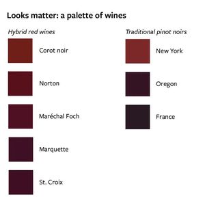 Looks matter: a palette of wines(Source:  Laila Milevski/ Cornell University)