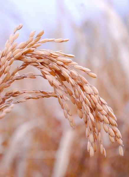 Rising global warming is problematic for the water-intensive cultivation of rice, the staple food for about half the world's population. (Mengcen Wang)