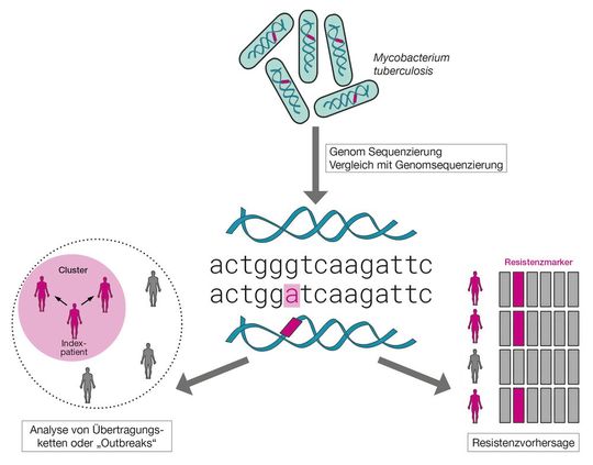 Abb.1: Vereinfachter Workflow der Analyse der Genome von Mycobacterium tuberculosis Komplex Stämmen mit „Next Generation Sequencing2 (NGS) Verfahren. Das Erbgut der Bakterien, z.B. aus einer Patientenprobe, wird zunächst isoliert und dann auf einem NGS-Gerät analysiert. Der ausgelesene genetische Code wird mit einem bekannten Referenzstamm verglichen. Unterschiede zwischen Stämmen können für eine Analyse von Übertragungsketten oder Outbreaks herangezogen werden („Molekular Surveillance“). Einige Mutationen können Antibiotikaresistenzen vorhersagen. Abb.1: Vereinfachter Workflow der Analyse der Genome von Mycobacterium tuberculosis Komplex Stämmen mit „Next Generation Sequencing2 (NGS) Verfahren. Das Erbgut der Bakterien, z.B. aus einer Patientenprobe, wird zunächst isoliert und dann auf einem NGS-Gerät analysiert. Der ausgelesene genetische Code wird mit einem bekannten Referenzstamm verglichen. Unterschiede zwischen Stämmen können für eine Analyse von Übertragungsketten oder Outbreaks herangezogen werden („Molekular Surveillance“). Einige Mutationen können Antibiotikaresistenzen vorhersagen.