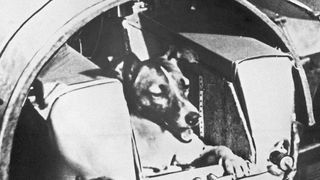 Die zweijährige Mischlingshündin Laika bei Tests in der Druckkabine (undatierte Aufnahme). Die Hündin flog im November 1957 mit der sowjetischen Rakete Sputnik II ins All.  (dpa - Bildfunk)