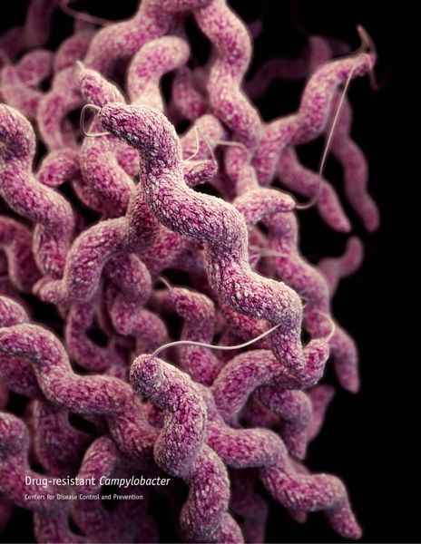Campylobacter in Lebensmitteln – 9%  Laut Verbrauchermonitor 08/2020 des BfR sind Campylobacter nur jedem vierten Deutschen ein Begriff. Vielleicht ist dies ein Grund, warum nur 9% der Befragten beunruhigt bei diesem Thema sind. Vereinzelte Vorfälle wie der Nachweis von Campylobacter in Hähnchenfleisch könnten die Bekanntheit des Themas erhöhen – und damit auch die Besorgnis der Menschen steigern. (CDC/ Antibiotic Resistance Coordination and Strategy Unit (ID 16870))