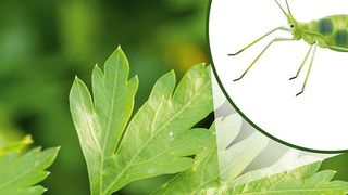 Abb. 1: Blattläuse dienen Nanoviren als Vektoren (hier symbolisch dargestellt) und können diese beim Saugen an deren Wirtspflanzen auf diese übertragen. (©daceznotina@gmail.com; ©nicolasprimola; ©akr11_f - stock.adobe.com_[M]-Kübert)