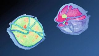 Aquarellbild eines gesunden Dinoflagellaten Alexandrium (links) und eines von Amoebophrya befallenen (rechts). (Alfred-Wegener-Institut / Yameng Lu (Eawag))