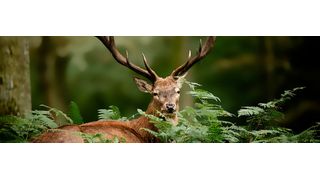 Die App „Meine Umwelt" informiert über Schutzgebiete in Schleswig-Holstein. (shocky - stock.adobe.com)