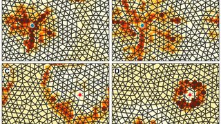 Travelling waves in a non-linear flow network. Each panel displays different time frames. The network is represented by black lines while the colour around each node indicates the volume that has accumulated at that node. The red and blue nodes maintain a constant pressure difference (similar to connecting them to a pressure pump). The way in which the wave begins to form around the blue node, how it grows and travels to the red node can be observed. This process is repeated periodically, resulting in oscillations. (Miguel Ruiz García and Eleni Katifori)