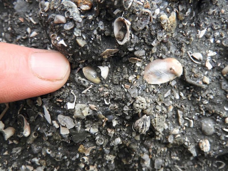 Versteinerte Tone in Kourou und ein Überblick über die reichhaltige 125.000 Jahre alte Fossiliensammlung, darunter Fische, Weichtiere, Krebse und Seeigel.  (Bild: Pierre-Olivier Antoine)