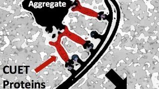 Die neu entdeckten Proteine, CUET Proteine genannt (kurz für Cue5/Tollip adaptors; rot markiert), erkennen pathologische Proteinaggregate (zellulären Abfall) – unter anderem Proteinaggregate, die bei verschiedenen neurodegenerativen Krankheiten vorkommen. CUET-Proteine geleiten diese Aggregate anschließend zu den zellulären Abfallentsorgungs- und Recyclingstationen, den Lysosomen. (Bild: MPI für Biochemie / Stefan Jentsch)