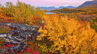 Üppige Vegetation der Permafrostregion (Bild: Ive van Krunkelsven)