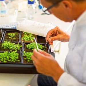 Prof. Dr. Detlef Weigel, geschäftsführender Direktor am Max-Planck-Institut für Entwicklungsbiologie, während der Arbeit im Labor.
