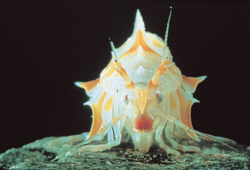 Epimeria macrodonta: typischer Flohkrebs des Südpolarmeeres Antarktis, Weddelmeer, 30 bis 1.030m Tiefe.  (Bild: Michael Klages)