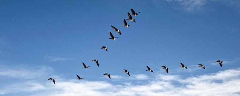 The model showed that birds in that position experience an 11 % reduction in the mechanical power needed for flight.(Source:  free licensed, Gennady Zakharin  / Unsplash)