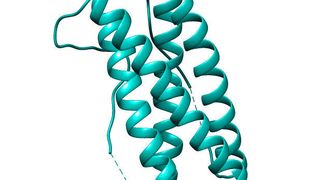 Interleukin-11 ist eines der Zytokine, die im Körper Entzündungsreaktionen steuern. (Bild: Juliane Lokau, Uni Kiel)