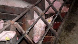 A large part of our methane emissions comes from millions of low-concentration point sources like cattle and pig barns. (Source: free licensed)