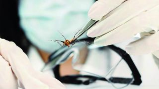 Die Erforschung von Insekten hilft dabei, neue Impfstoffe zu entwickeln. (Ohaus)