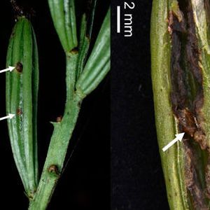 At a glance this fruit looks healthy, but it has been infested by J. tokunagai. The brown area indicated by the arrow is fly pupae. When the fruit is dissected, we can see that there are no seeds left.