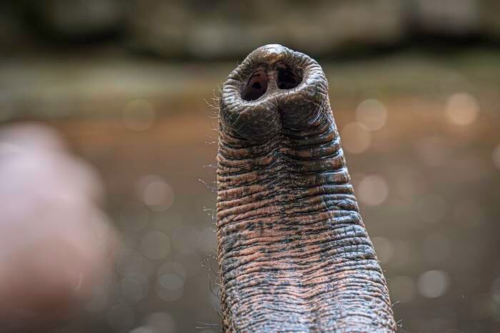 Elephant trunk whiskers shine (Source: MPI-IS/A. Posada)