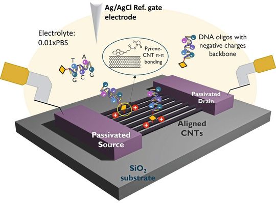 Bild 1: Schematische Darstellung eines gerichteteten CNT-BioFET-Bauelements in PBS-Puffer zur elektrischen Charakterisierung und zum Nachweis der Bindung von Pyren-DNA-Oligomolekülen.(Bild:  Imec)