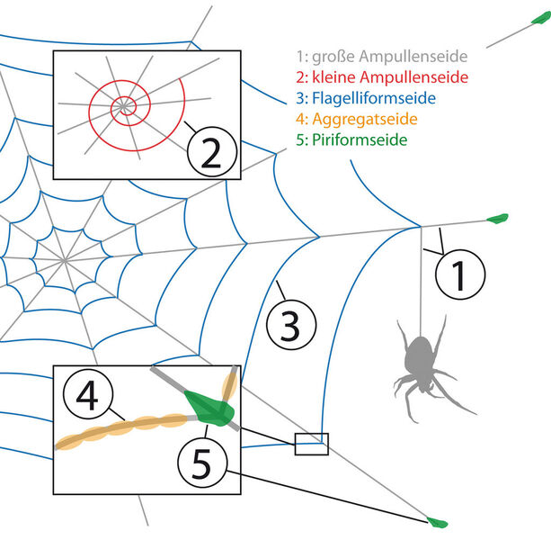Bild 2: Viele Spinnen setzen beim Bau ihrer Fangnetze verschiedene Seidenarten ein. (Bild: Lang)