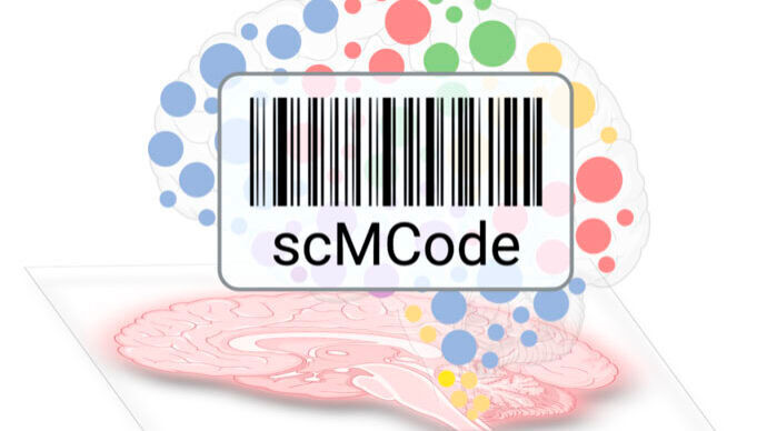 A diagram demonstrating how Bar Codes (scMCodes) can be used to identify and classify cell types in the brain. The image shows an anatomical brain cross section, an abstraction of the brain with regions represented as colored circles (blue, red, green, and yellow), and a barcode to represent the technique used by the scientists.