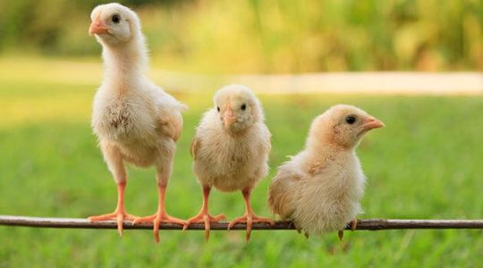Researchers looked for signs of how chronic stress can affect the genes of the chickens, causing “epigenetic changes”. Researchers looked for signs of how chronic stress can affect the genes of the chickens, causing “epigenetic changes”.