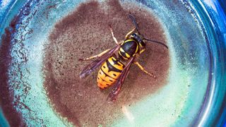 Das OWASP will für das Thema Sicherheit im Web sensibilisieren und Transparenz schaffen. (Bild: gemeinfrei)