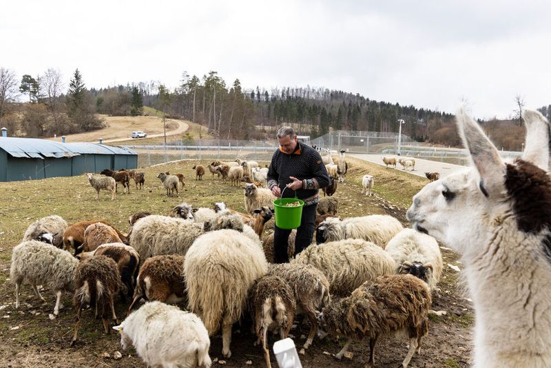 Auf dem Areal der Teststrecke gibt es schier endlose Heiden, Mager- oder Streuobst-Wiesen, Hecken und Wälder, die alle zu erhalten sind. (Bild: Mercedes-Benz)