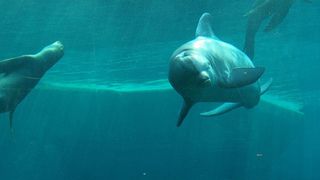 Delfinlagune im Nürnberger Zoo: Moderne Filteranlagen mit Automatisierungstechnik sorgen für hohe Wasserqualität und damit auch für glückliche Delfine und Seelöwen. (Tiergarten Nürnberg)