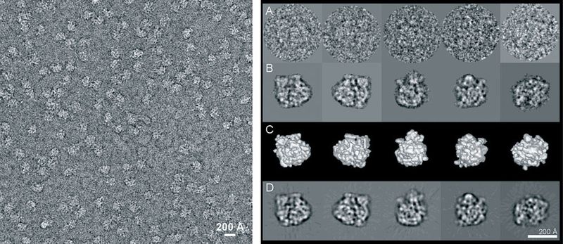 Abb.2: Links: Typisches kryo-elektronenmikroskopisches Rohbild von 50S ribosomalen Untereinheiten, eingebettet in vitrifiziertem Eis. Rechts: Galerie aus einzelnen Rohbildern (A),  Klassensummen gemittelter Rohbilder zur Verbesserung des Signal-zu-Rauschen-Verhältnisses (B), Oberflächenansichten der 3D-Struktur entsprechend der Orientierung im Rohbild (C) und Rückprojektion der 3D-Rekonstruktion (D). (Archiv: Vogel Business Media)