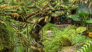 Der Klimawandel wird in den kommenden Jahrzehnten die Zusammensetzung der Tropenwälder verändern. (Marcel Baechler, Rainstr. 12, 2562 Port)