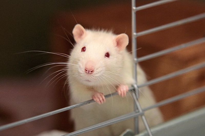 Gute Nachricht für Laborratten: Gezüchtete Organoide aus menschlichen Zellen können Tierversuche ersetzen (Symbolbild).