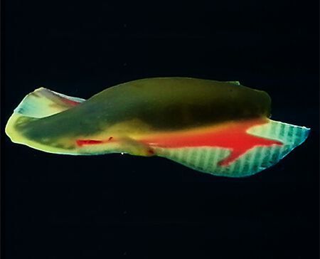 Der maßgeschneiderte 3D-gedruckte Softroboter besitzt weiche, hyperelastische Flossen, die eine hohe Vortriebsleistung ermöglichen. Sie werden mittels Direct-Ink-Writting (DIW) aus Silikonpolymeren hergestellt. (Singapore University of Technology and Design/ Purmundus Challenge)