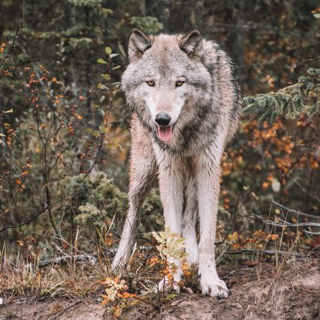 A gray wolf in the Canadian Rockies A gray wolf in the Canadian Rockies