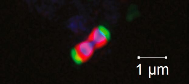 Hochauflösende Mikroskopie der Zelle eines marinen Akkermansiaceae (rot, im Inneren in blau die DNA) mit aufgenommenem Fucoidan (grün), was die Aufnahme dieses komplexen Algenzuckers belegt.(Bild:  Nicole Von Possel/Max-Planck-Institut für Marine Mikrobiologie)