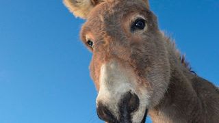 Beim Esel wurde ein bisher unbekanntes Hepatitis-B-Virus entdeckt. (Symbolbild) (Bild: gemeinfrei)
