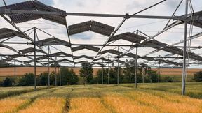 Ackerpflanzen sind anpassungsfähiger als gedacht: Eine Studie der Uni Hohenheim zeigt, dass auch typische Sonnenpflanzen ihre Photosynthese unter Teilbeschattung in Agroforst- und Agri-PV-Systemen anpassen können. (Bild: Universität Hohenheim / Markus Pflugfelder)