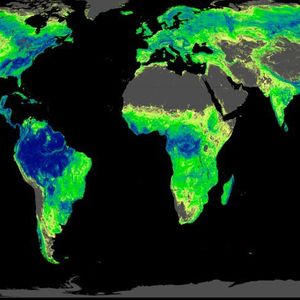 (Crowther Lab / ETH Zürich)
