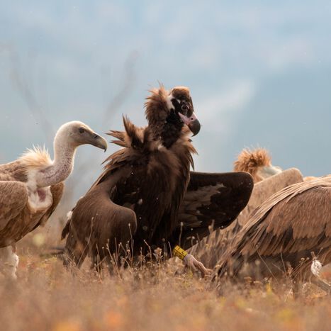 Cinereous and Griffon Vultures feeding in the wild. Cinereous and Griffon Vultures feeding in the wild.
