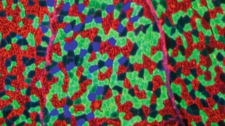 Die ‚innere Uhr‘ von Muskelzellen (hier eine Muskelfaser im Querschnitt) steuert ein ganzes Stoffwechselnetzwerk. (Helmholtz Zentrum München)