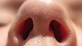 Ob gefährliche Staphylokokken in der Nase überleben, hängt davon ab, welche anderen Bakterien vorhanden sind – und wie sie Eisen gewinnen. (Bild: Lifefoto - stock.adobe.com)