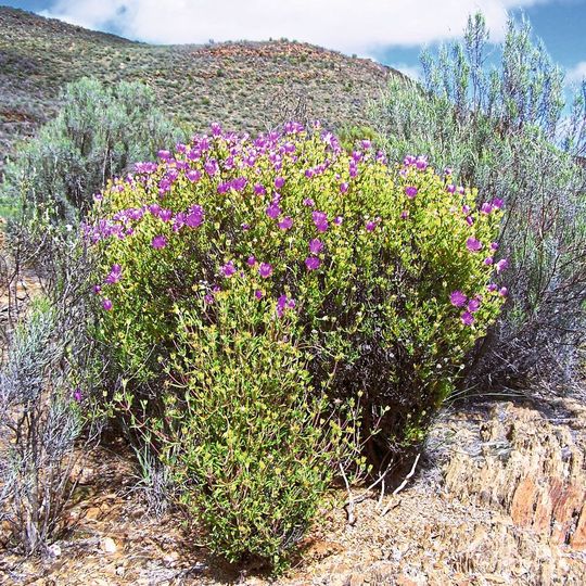 Mittagsblumengewächs der Art Drosanthemum wittebergensis am Swartbergpass in Südafrika. Mittagsblumengewächs der Art Drosanthemum wittebergensis am Swartbergpass in Südafrika.