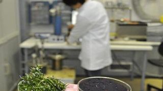 Wissenschaftler untersuchen im Forschungsprojekt die hydrothermale Carbonisierung von Klärschlämmen. Ziel ist die Entwicklung hochwertiger Bodenhilfsstoffe und Dünger. (Bild: UFZ)