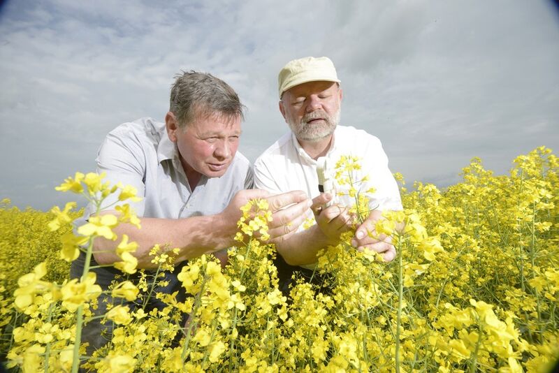 Consultation in a oilseed rape field (Neubrandenburg, Germany) (Picture: Bayer CropSCience)