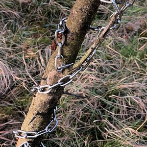 Abb. 1: Die gemächlich gegen einen Baum anfliegende Kette entwickelt nach dem ersten Kontakt eine hektisch anmutende Betriebsamkeit in immer engeren und immer schnelleren Wicklungen. Wohl nur eine Pirouette auf dem Eis kann die Drehimpulserhaltung noch besser demonstrieren! (Bild: Mattheck)