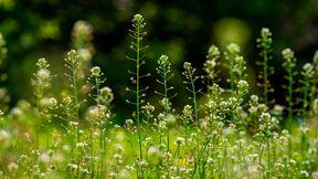 Als Modell für die Arbeiten der aktuellen Studie diente eine mit dem Hirtentäschel (im Bild) verwandte Art (Capsella rubella).  (Bild: © Victoria Moloman - stock.adobe.com)